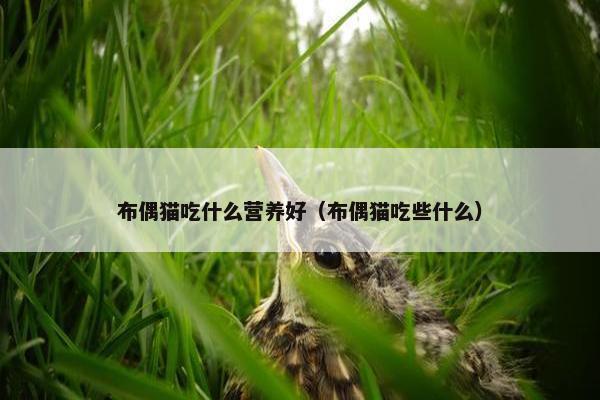 布偶猫吃什么营养好（布偶猫吃些什么）