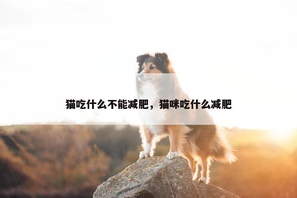 猫吃什么不能减肥，猫咪吃什么减肥