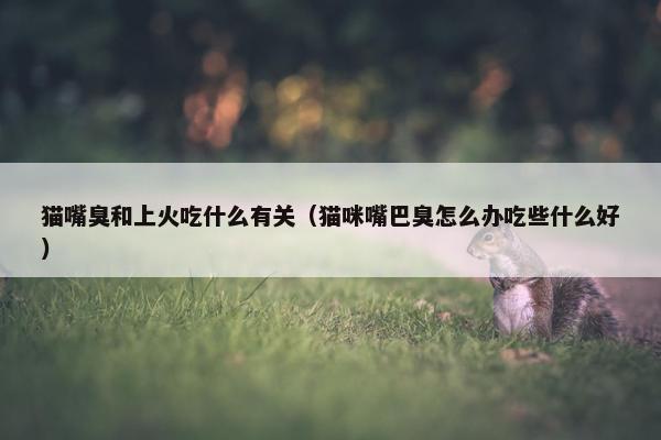 猫嘴臭和上火吃什么有关（猫咪嘴巴臭怎么办吃些什么好）