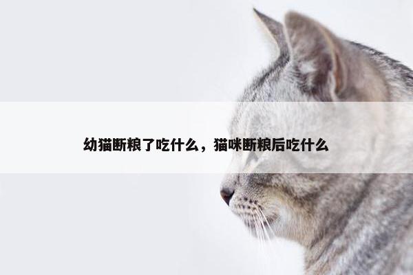 幼猫断粮了吃什么，猫咪断粮后吃什么