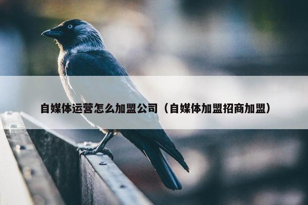 自媒体运营怎么加盟公司（自媒体加盟招商加盟）