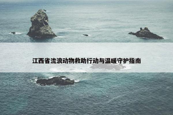 江西省流浪动物救助行动与温暖守护指南