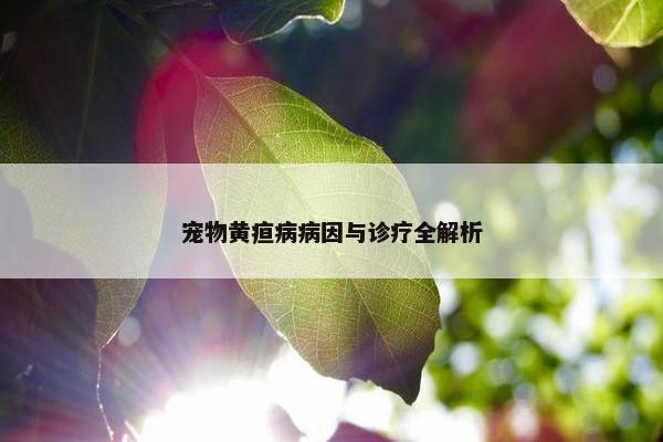 宠物黄疸病病因与诊疗全解析