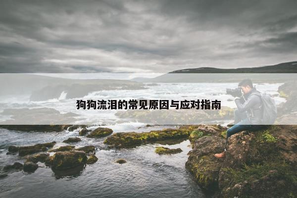 狗狗流泪的常见原因与应对指南