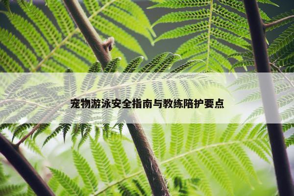 宠物游泳安全指南与教练陪护要点